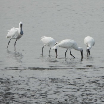 クロツラヘラサギ 葛西海浜公園 2023年3月12日(日)