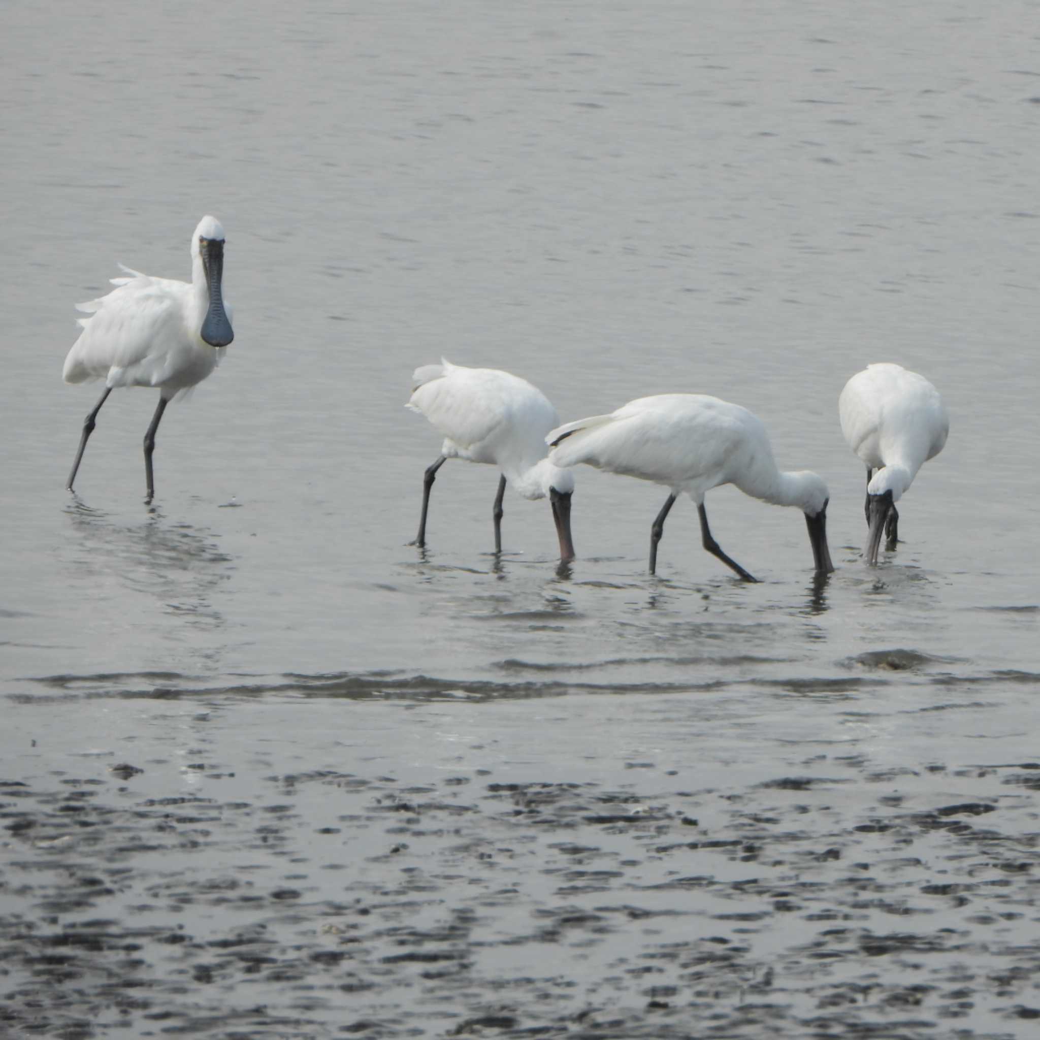 葛西海浜公園 クロツラヘラサギの写真 by akashi-tai