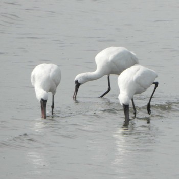 クロツラヘラサギ 葛西海浜公園 2023年3月12日(日)