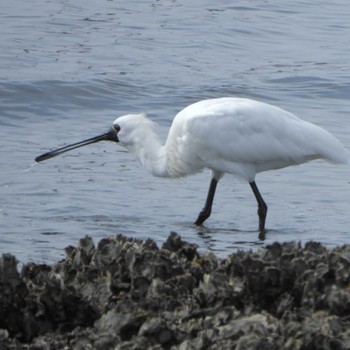 クロツラヘラサギ 葛西海浜公園 2023年3月12日(日)