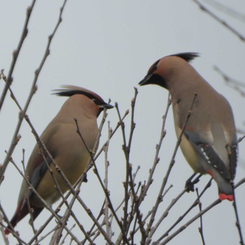 Japanese Waxwing Kasai Rinkai Park Sun, 3/12/2023