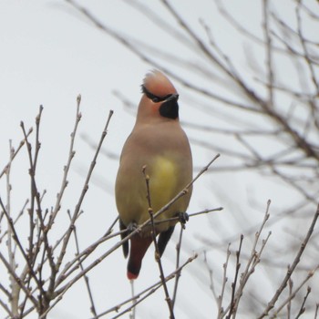 Japanese Waxwing Kasai Rinkai Park Sun, 3/12/2023