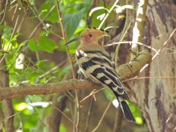 Eurasian Hoopoe Ishigaki Island Fri, 2/17/2023