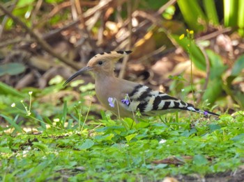 Eurasian Hoopoe Ishigaki Island Fri, 2/17/2023