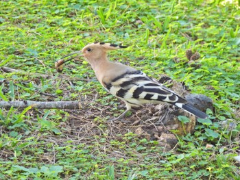 Eurasian Hoopoe Ishigaki Island Fri, 2/17/2023