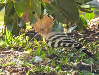 Eurasian Hoopoe Ishigaki Island Fri, 2/17/2023