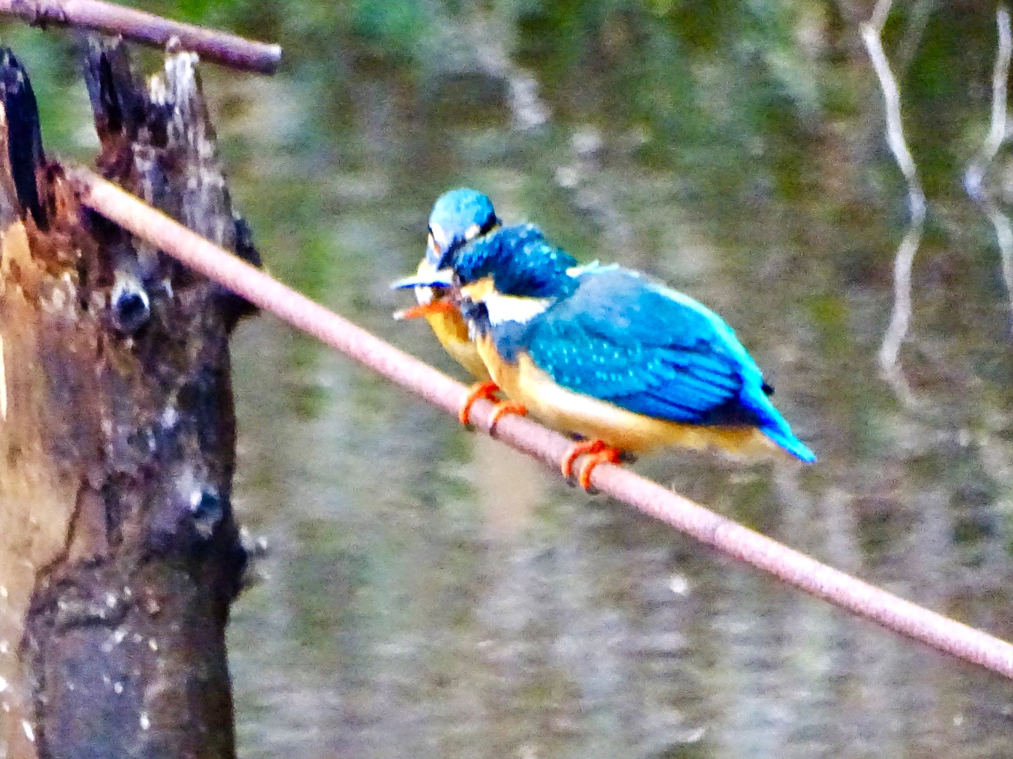 舞岡公園 カワセミの写真