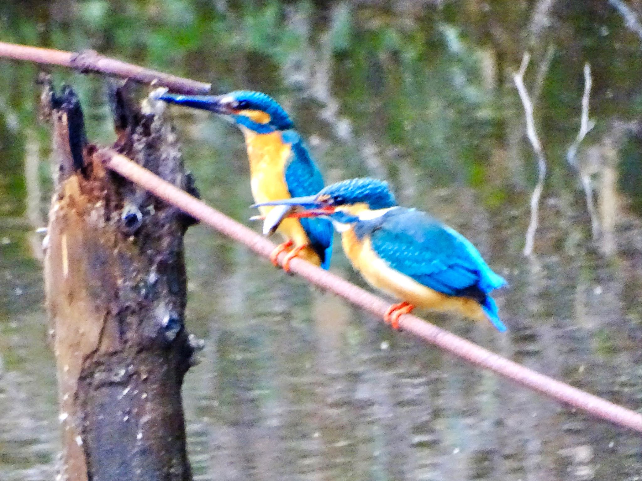 舞岡公園 カワセミの写真