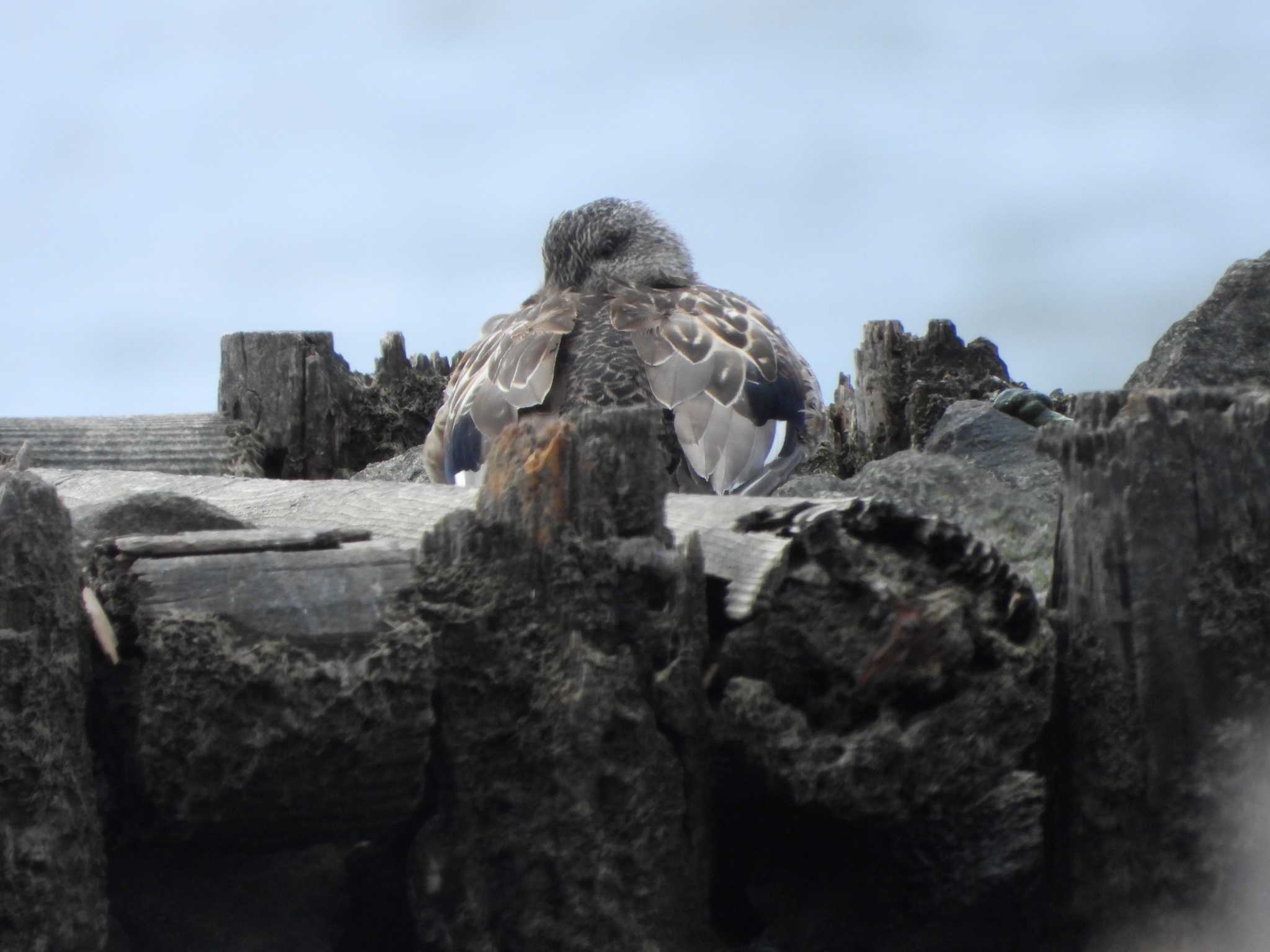 荒川河川敷 オカヨシガモの写真