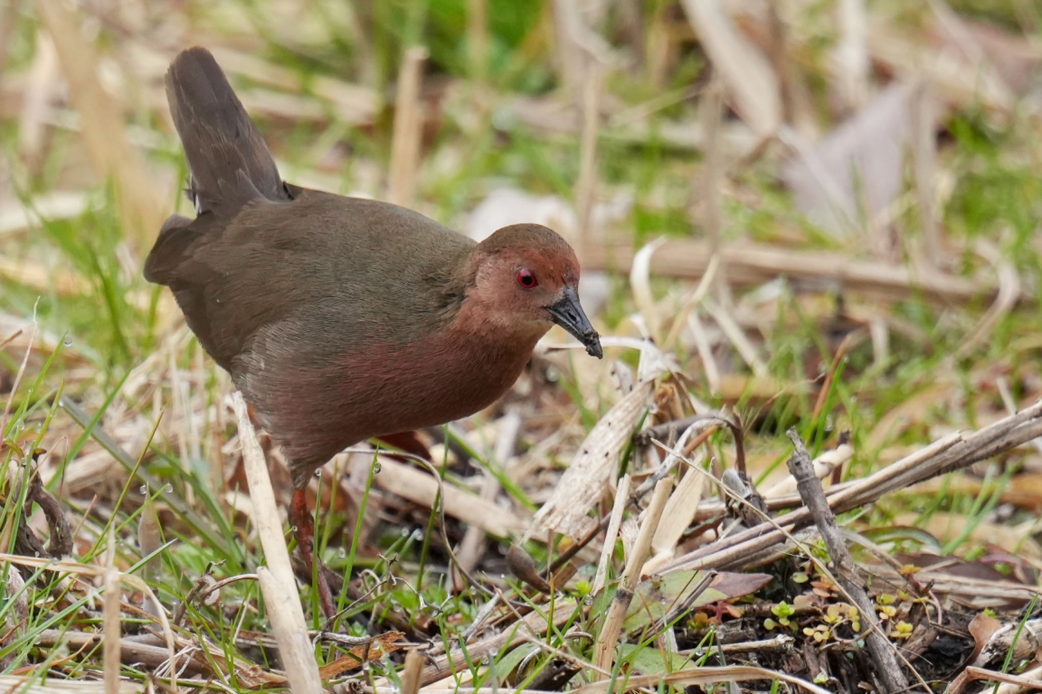 Photo of Ruddy-breasted Crake at Maioka Park by アポちん