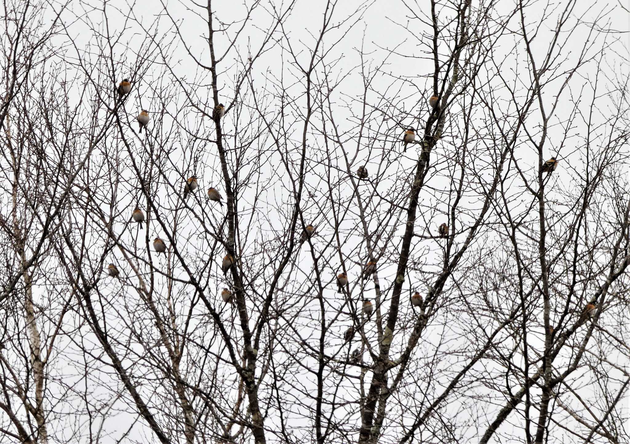 西湖野鳥の森公園 アトリの写真 by koshi