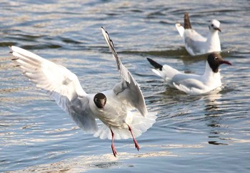 ユリカモメ 東京都大田区 2018年4月20日(金)