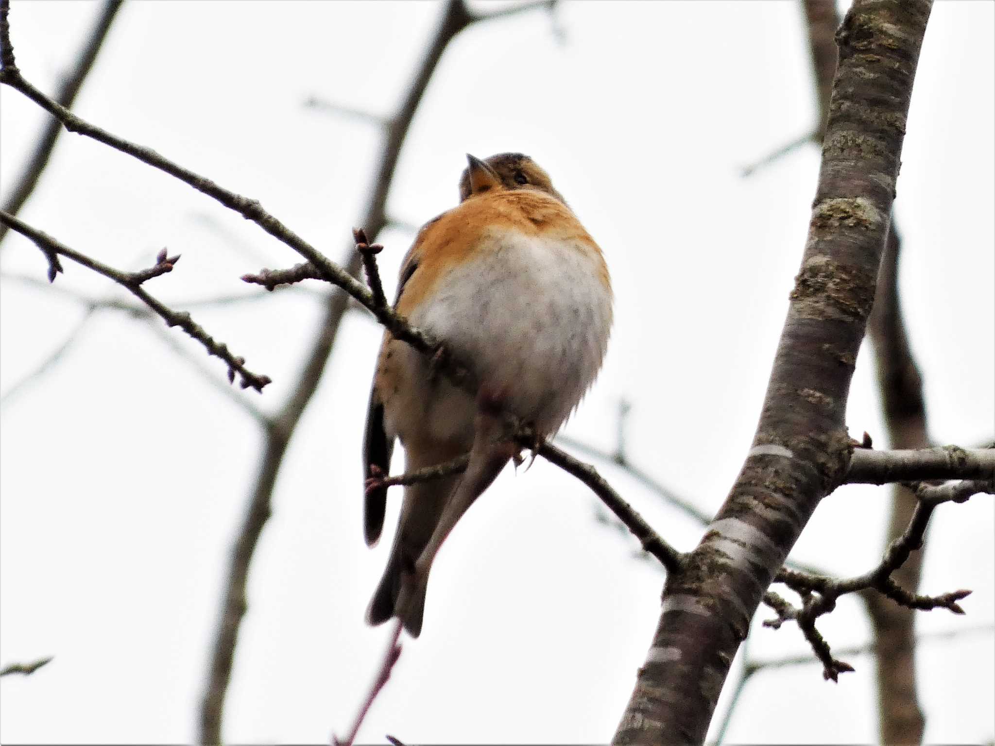 西湖野鳥の森公園 アトリの写真