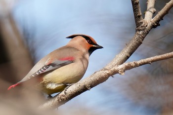 Japanese Waxwing 大室公園 Sat, 3/11/2023