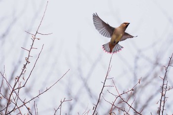 2023年3月12日(日) 戦場ヶ原の野鳥観察記録