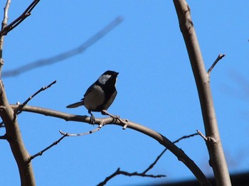 シジュウカラ 富岡総合公園(横浜市) 2023年3月11日(土)