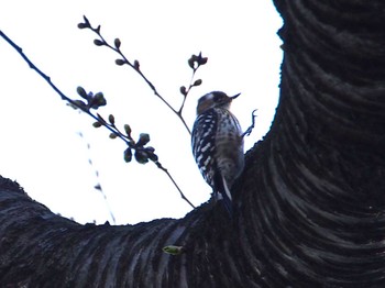 Japanese Pygmy Woodpecker 富岡総合公園(横浜市) Sat, 3/11/2023