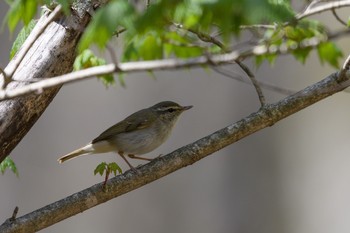 Sakhalin Leaf Warbler Unknown Spots Tue, 5/1/2018