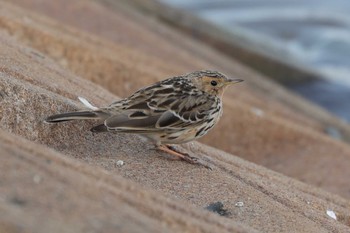 Red-throated Pipit 加古大池 Sun, 3/12/2023