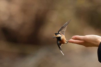 Varied Tit 兵庫県立ゆめさきの森公園 Sun, 3/12/2023