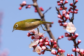 Warbling White-eye 芦屋市総合公園 Sat, 3/11/2023