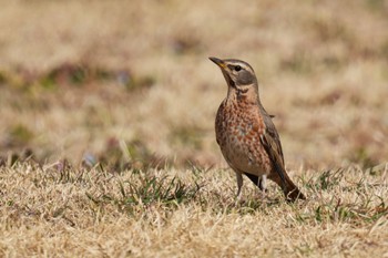 Naumann's Thrush 大室公園 Sat, 3/11/2023