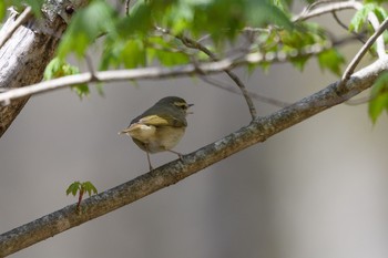 Sakhalin Leaf Warbler Unknown Spots Tue, 5/1/2018