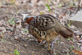 Chinese Bamboo Partridge Maioka Park Sun, 3/12/2023