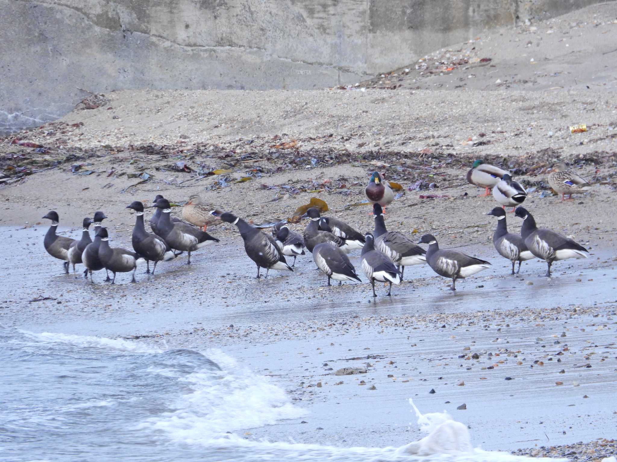 Brant Goose