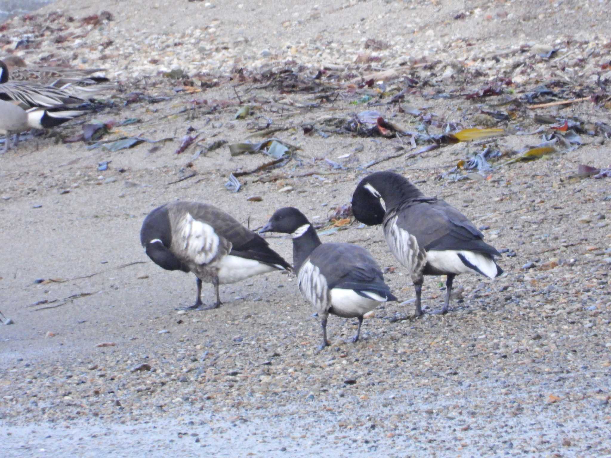 Brant Goose