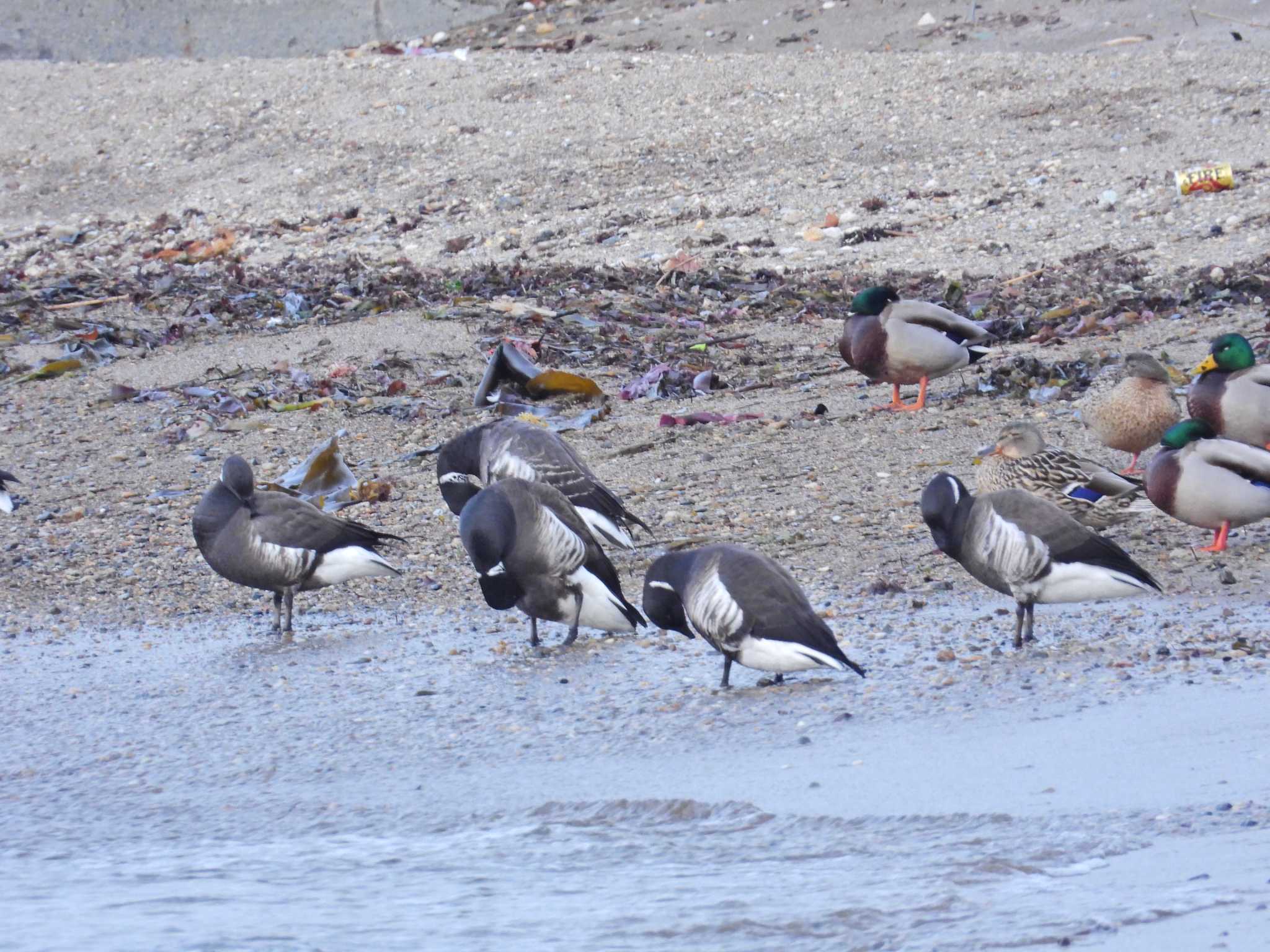 Brant Goose