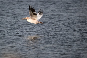 Great White Pelican North Inba Swamp Sat, 3/11/2023