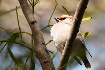 Bohemian Waxwing 大室公園 Sat, 3/11/2023