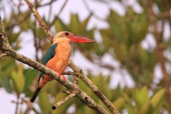 Stork-billed Kingfisher コタキナバル Sun, 5/6/2018