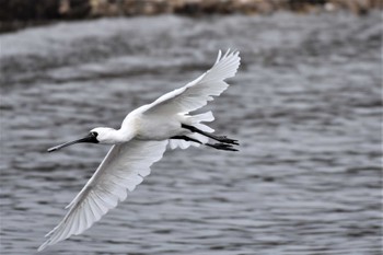 クロツラヘラサギ 葛西臨海公園 2023年3月12日(日)