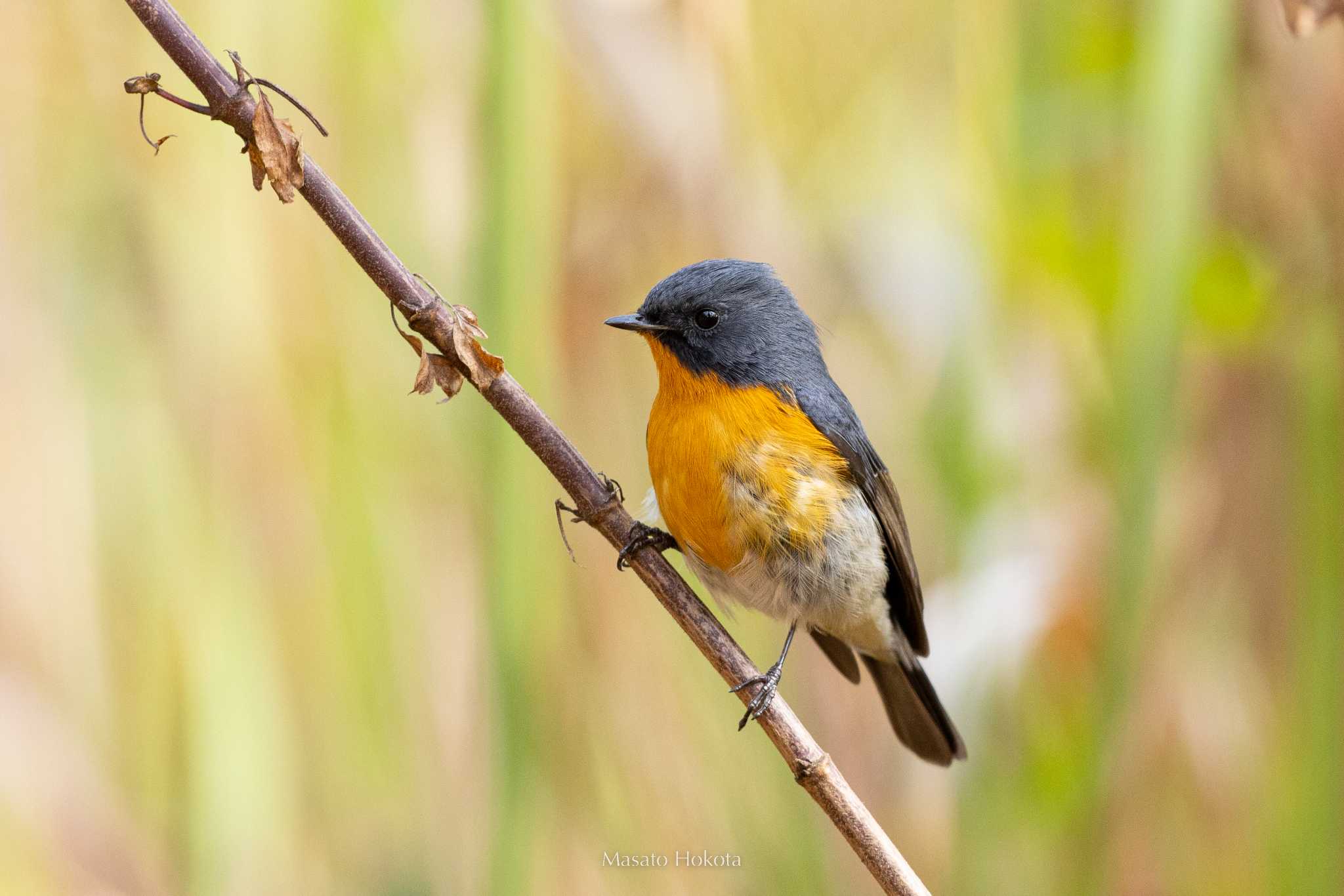 Photo of Slaty-backed Flycatcher at Doi Sanju by Trio