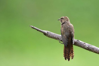 Plaintive Cuckoo 中国広東省 Sat, 2/29/2020