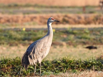 Sandhill Crane 隠岐(島根県) Tue, 3/14/2023