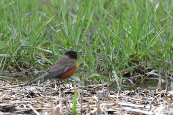 Brown-headed Thrush Mizumoto Park Mon, 3/13/2023