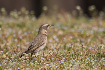 Naumann's Thrush 大室公園 Sat, 3/11/2023