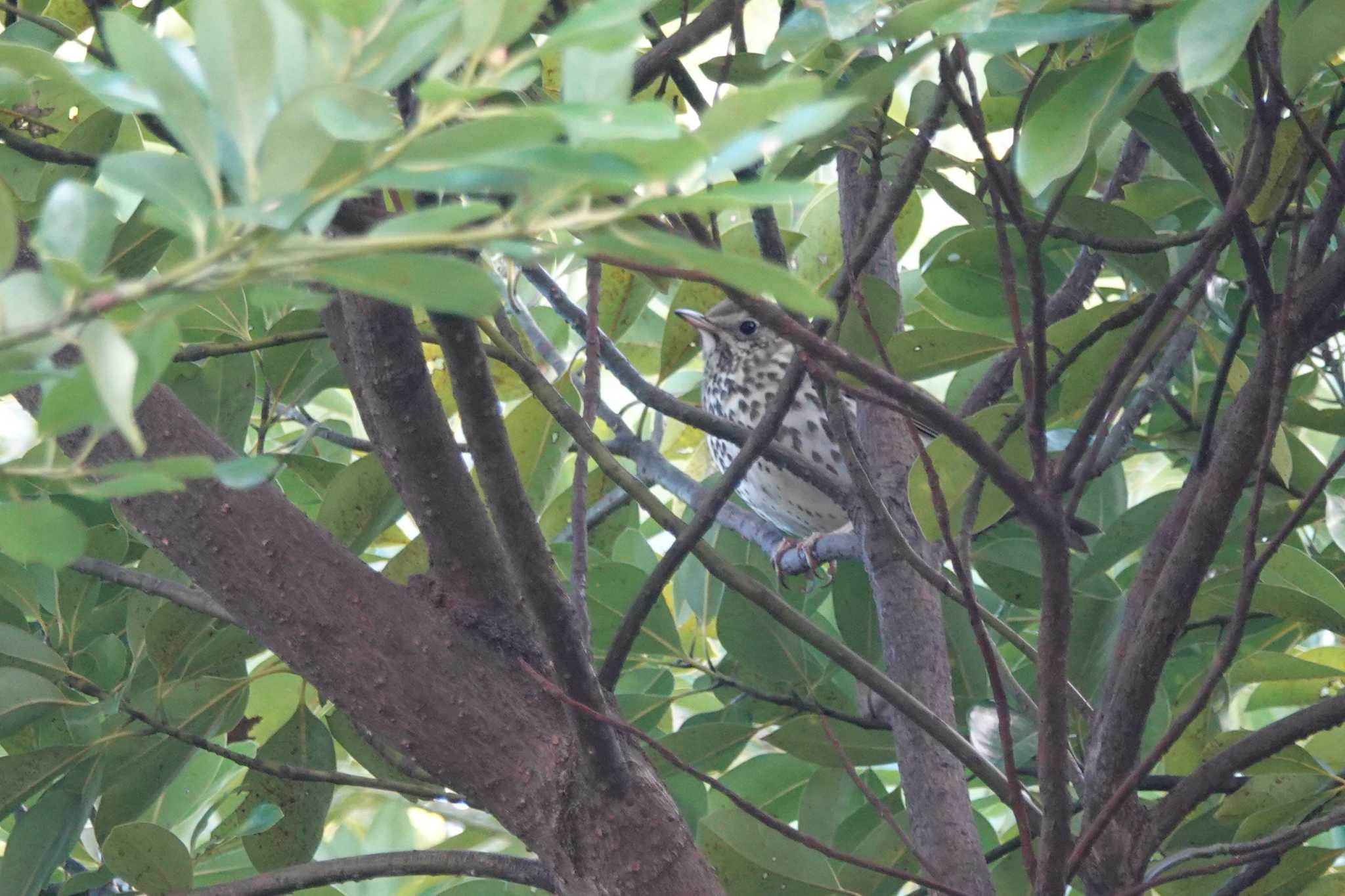 Photo of Song Thrush at 名古屋市 by くーちゃる