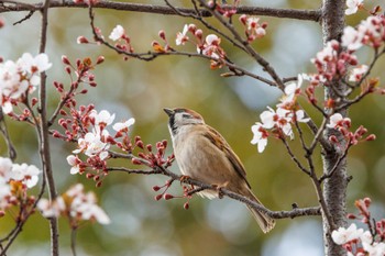 スズメ 大阪城公園 2023年3月12日(日)