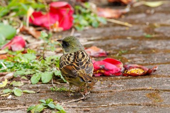 Masked Bunting 潮岬 Sat, 3/4/2023