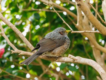 Fieldfare 潮岬 Sat, 3/4/2023