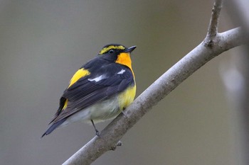 キビタキ 北海道 函館市 見晴公園 2018年5月9日(水)