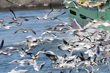 Black-tailed Gull Choshi Fishing Port Sat, 3/4/2023