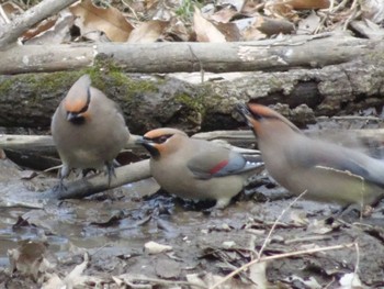 2023年3月5日(日) 秋が瀬公園の野鳥観察記録