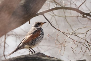 Dusky Thrush 大室公園 Sat, 3/11/2023