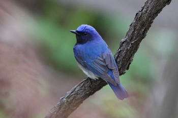 Blue-and-white Flycatcher Miharashi Park(Hakodate) Wed, 5/9/2018