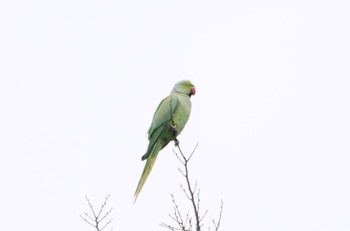 Indian Rose-necked Parakeet Meiji Jingu(Meiji Shrine) Sun, 3/12/2023